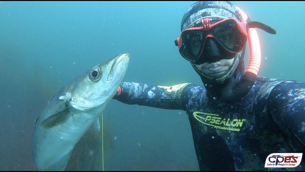 Chasse sous marine Lieu jaune aux Glénan 2020