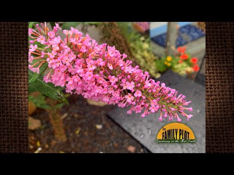 Video: Butterfly Bush Dying: Why A Butterfly Bush Is Not Coming Back