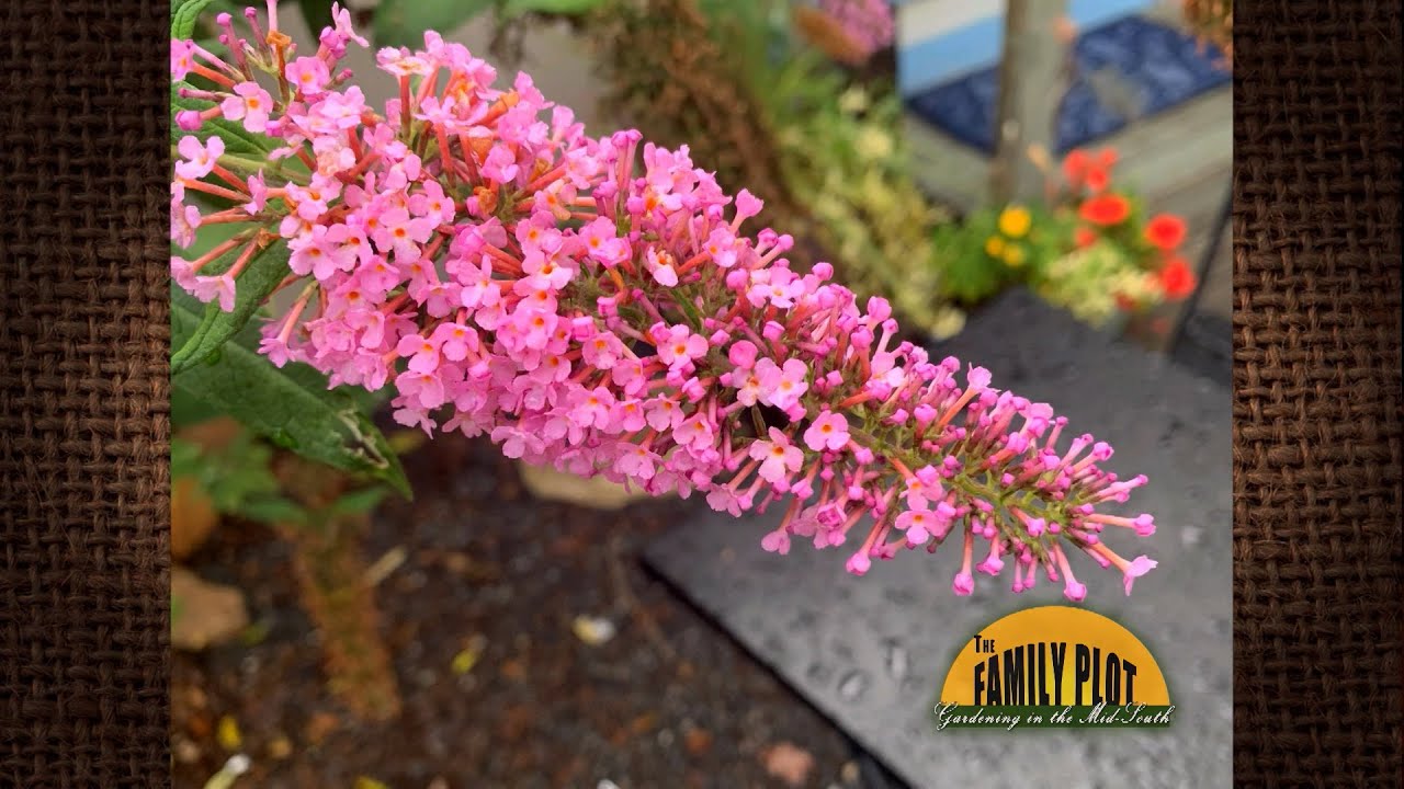 Q&A My butterfly bush dies every winter and I have to replace it
