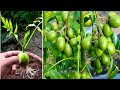 Hog Plum propagation