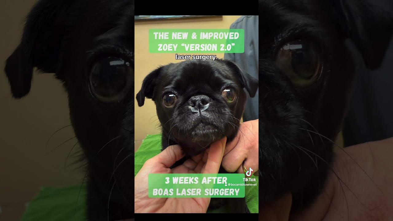 Zoey the Pug after BOAS Laser Surgery