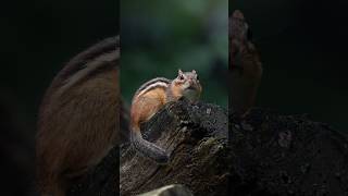 Full Quite Morning With A Chipmunk Update