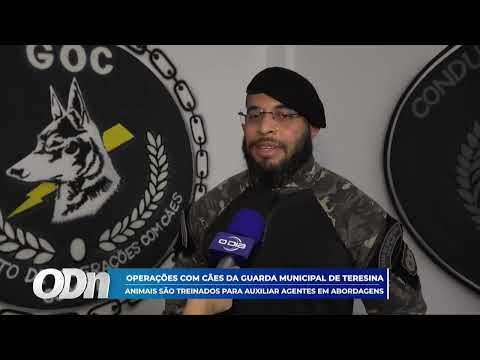 Operação com cães da GCM de Teresina: animais são treinados para auxiliar agentes em abordagens