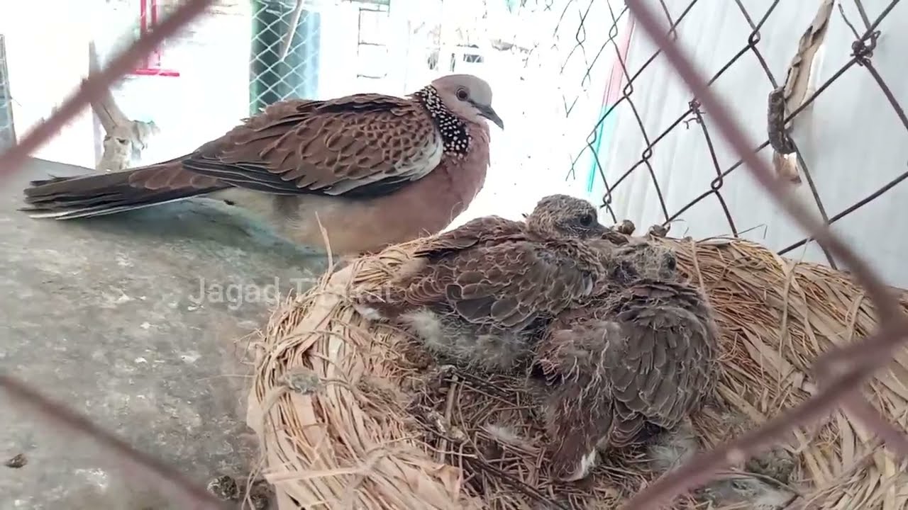 Cara  Ternak Derkuku Bagi Pemula