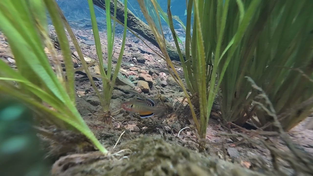 Rapid Creek Empire Gudgeons Hypseleotris compressa 17/02/2026