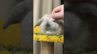 😍😍😍 Cute Lop Eared Rabbit Babies   Funny Moments & Confusing Cuteness ❤️😍😍