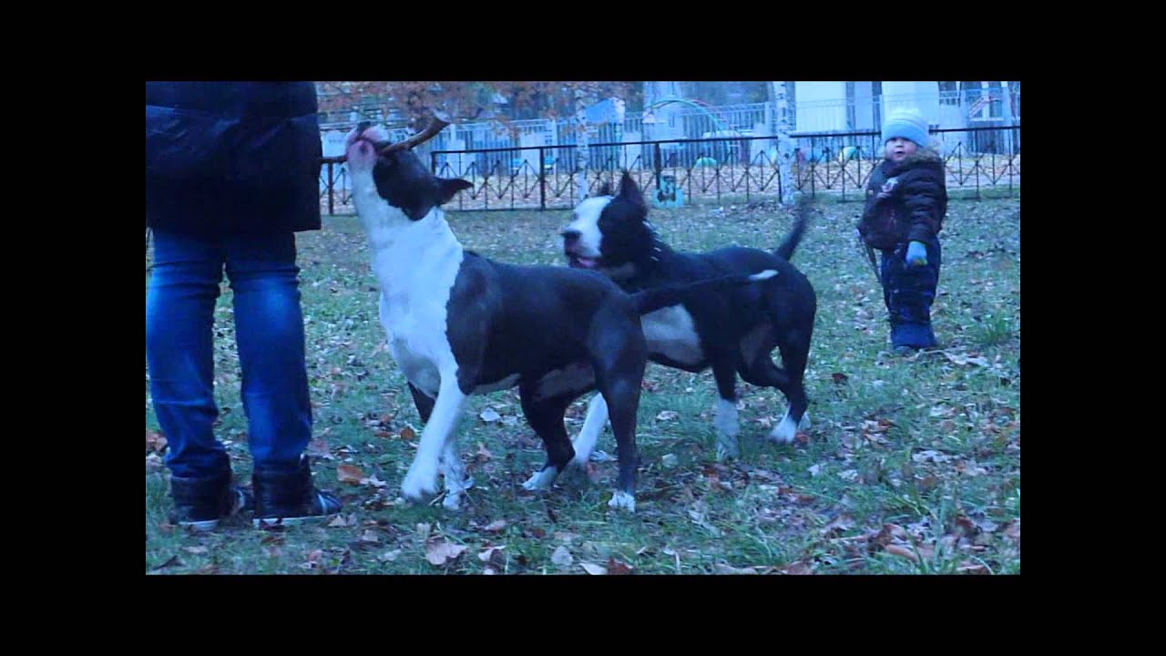 Ляля и Стелла - YouTube