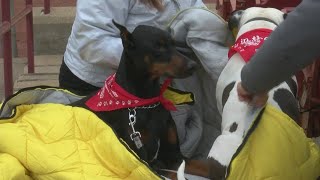 BARK IN THE PARK