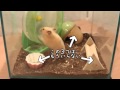 お部屋の狭さを解消!ハムスター用2階建てのねぐらを購入してみた
