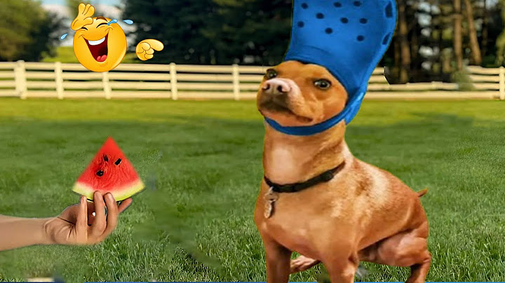 Unexpected Laugh with these Funny Dogs 😹🐶 Best Funniest Dog Videos of 2025