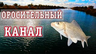 ГИГАНТСКИЙ КАРАСЬ. НОВОЕ МЕСТО. НОВЫЕ ПРИКЛЮЧЕНИЯ.