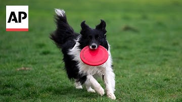 Does your dog understand what you