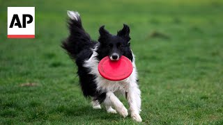 Does your dog understand what you're saying? New study says yes