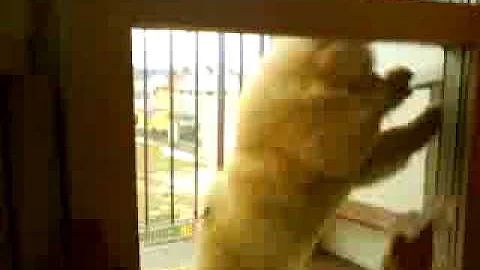 CHOW CHOW Holly helps clean the window :D