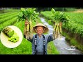 How Real Wasabi Becomes a Luxury Flavor | A Process That Never Changed