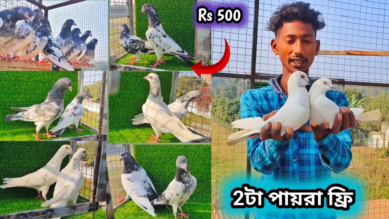 টেডি পায়রা সেল খুব কম দামে বিক্রি||ডেলিভারি ফ্রি|Teddy pigeon sale|andhra pigeon sale @dspigeon519 