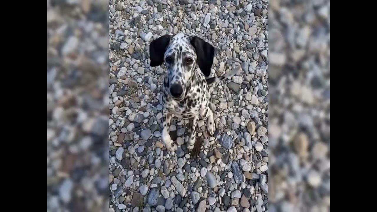 Funny wild animals videos 