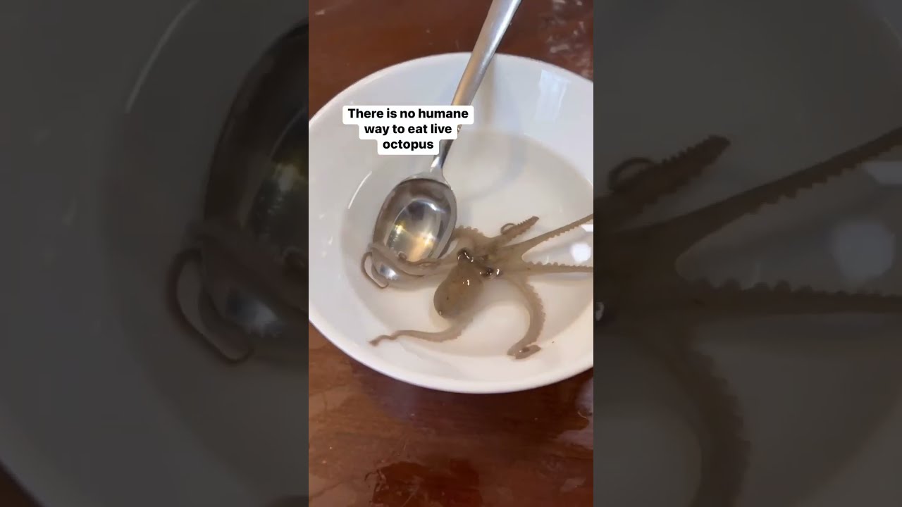 YOU SHOULD NEVER EAT A LIVE OCTOPUS