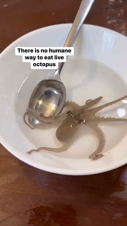 YOU SHOULD NEVER EAT A LIVE OCTOPUS