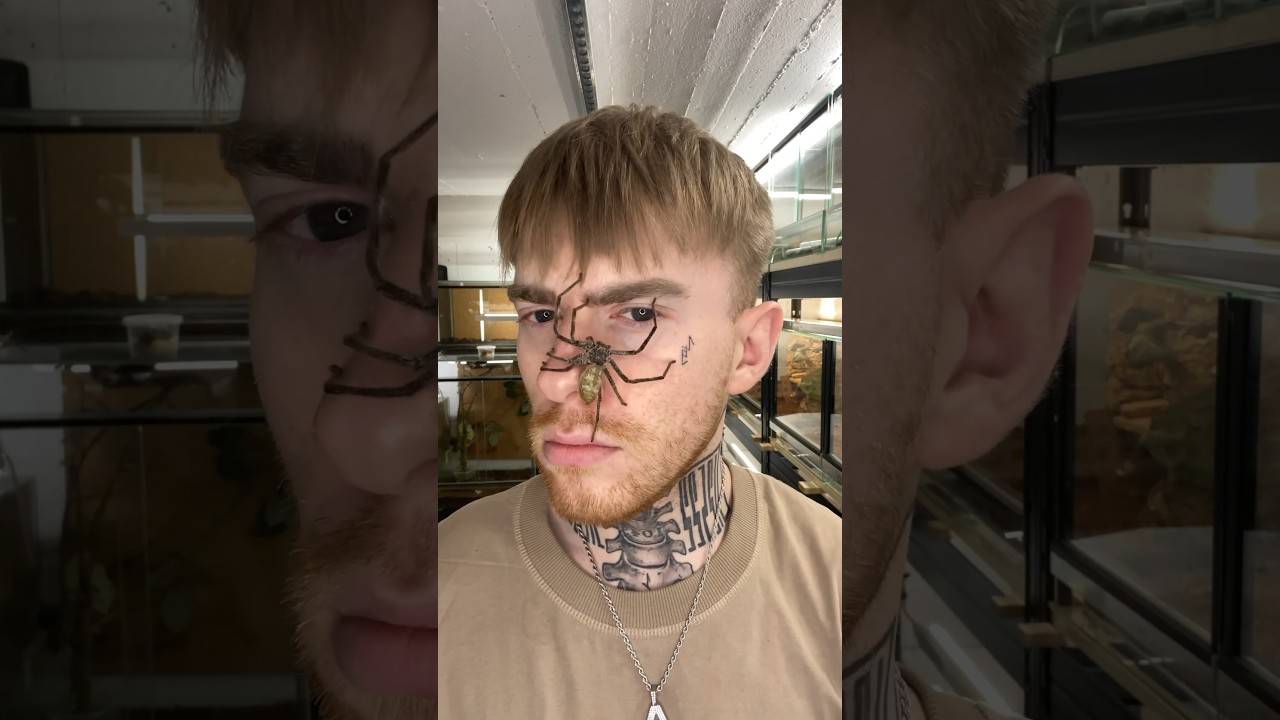 Spider, Leaf and Roach growing