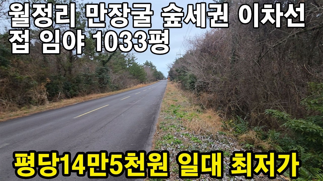 제주시 구좌읍 월정리 만장굴 관광단지옆 숲세권 이차선접 임야 1033평 급매물 010 4436 0401 #제주도부동산 #제주도토지  #제주도토지부동산급매물