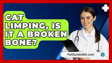 Cat Limping, Is It A Broken Bone? - PetGuide360.com