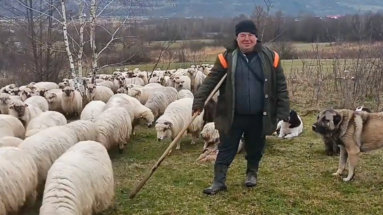 Cainii ciobanesti si oile lui Vasi Nemes din sat Cornesti, judet Maramures