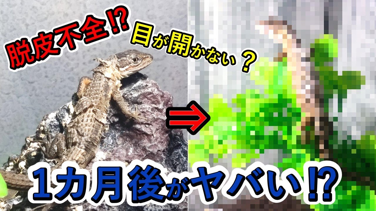 カナヘビが脱皮不全？その後がヤバい！