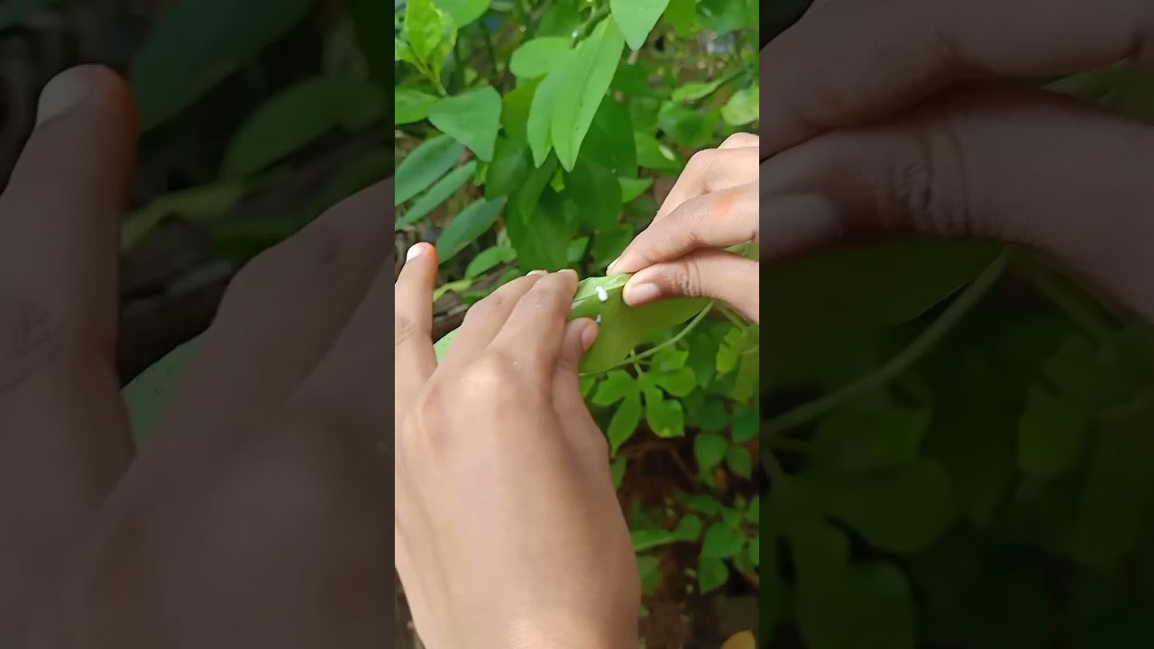 Bubble leaf 🌿🍃