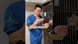 猫咪泪痕严重的几个原因，铲屎官一定要清楚！