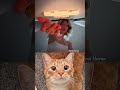 #funny #anime #cat