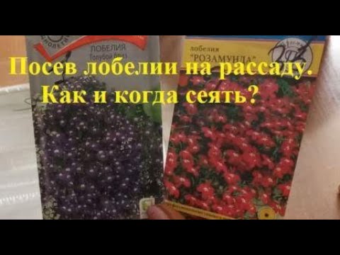 Когда сеять лобелию? Правильный посев.