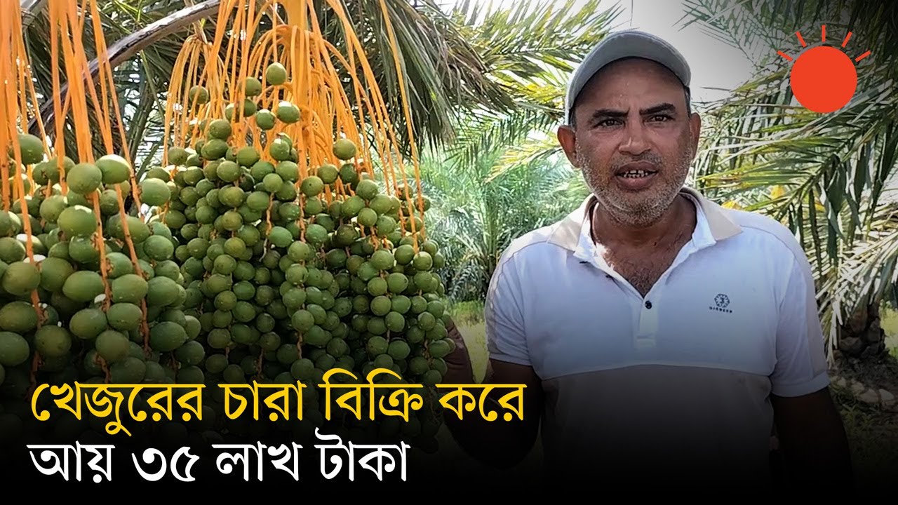 দিনাজপুরে আরবের খেজুরবাগান, শুধু চারা বিক্রি করে আয় লাখ লাখ টাকা | Date Farm in Dinajpur | News