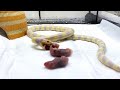 腹ペコのヘビがネズミ3匹を一気に食べる為に繰り出した”技”が凄過ぎた・・・!