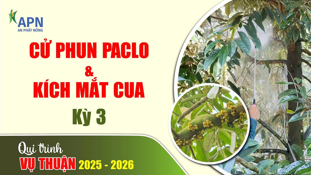 APN - QUY TRÌNH PHUN PACLO VÀ KÍCH MẮT CUA SẦU RIÊNG | VỤ THUẬN 2025 - 2026