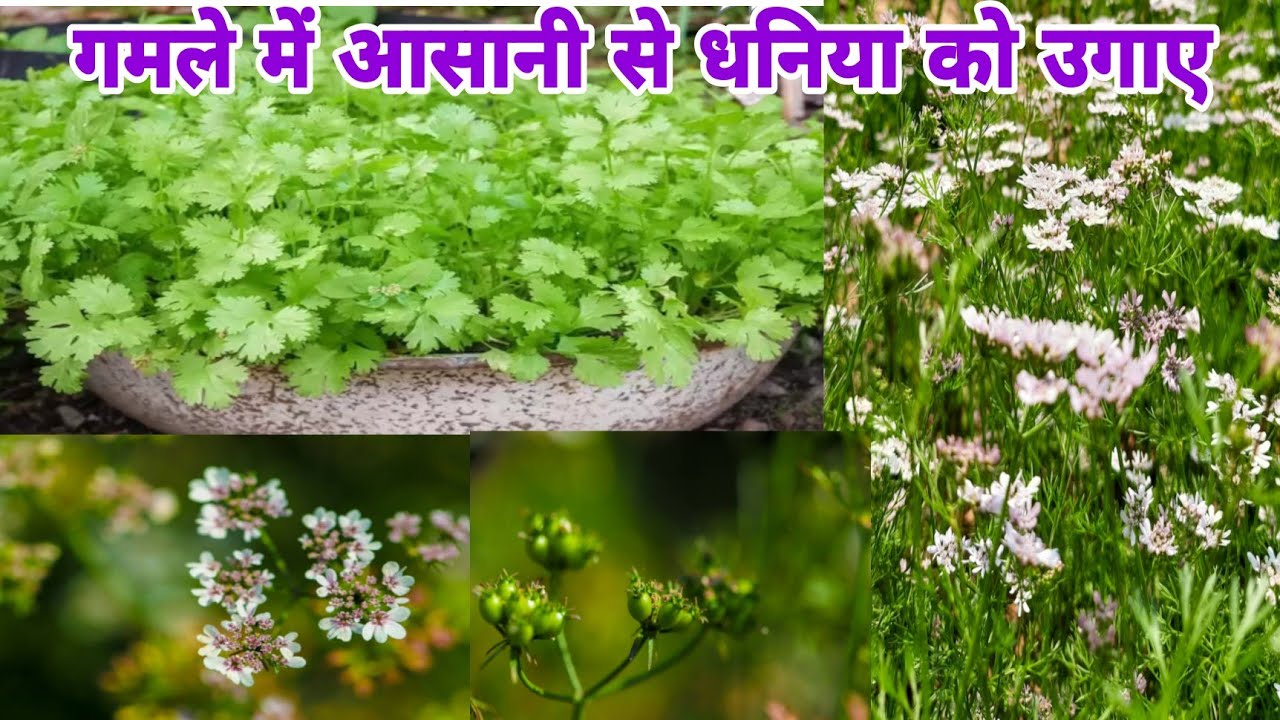 How to grow coriander easily at home/in pot.how to grow coriander from