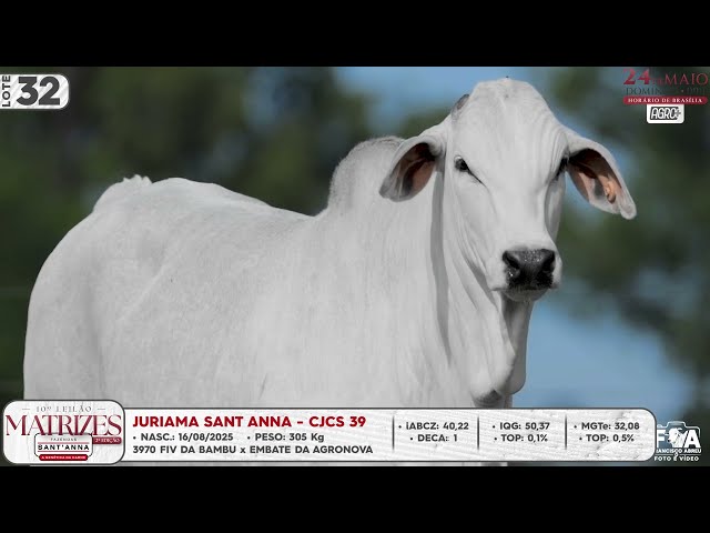 LOTE 32   CJCS 39