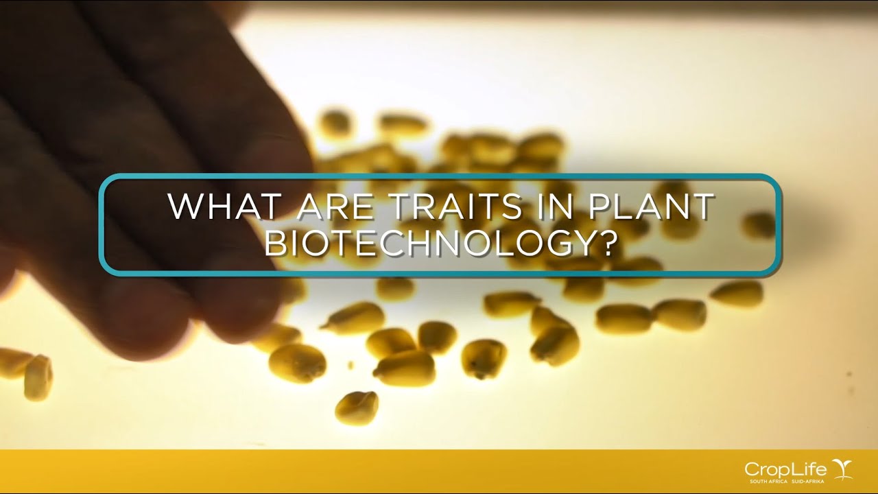 Plant Biotech Traits and How They Work
