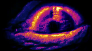 Agony ~ Eels chords