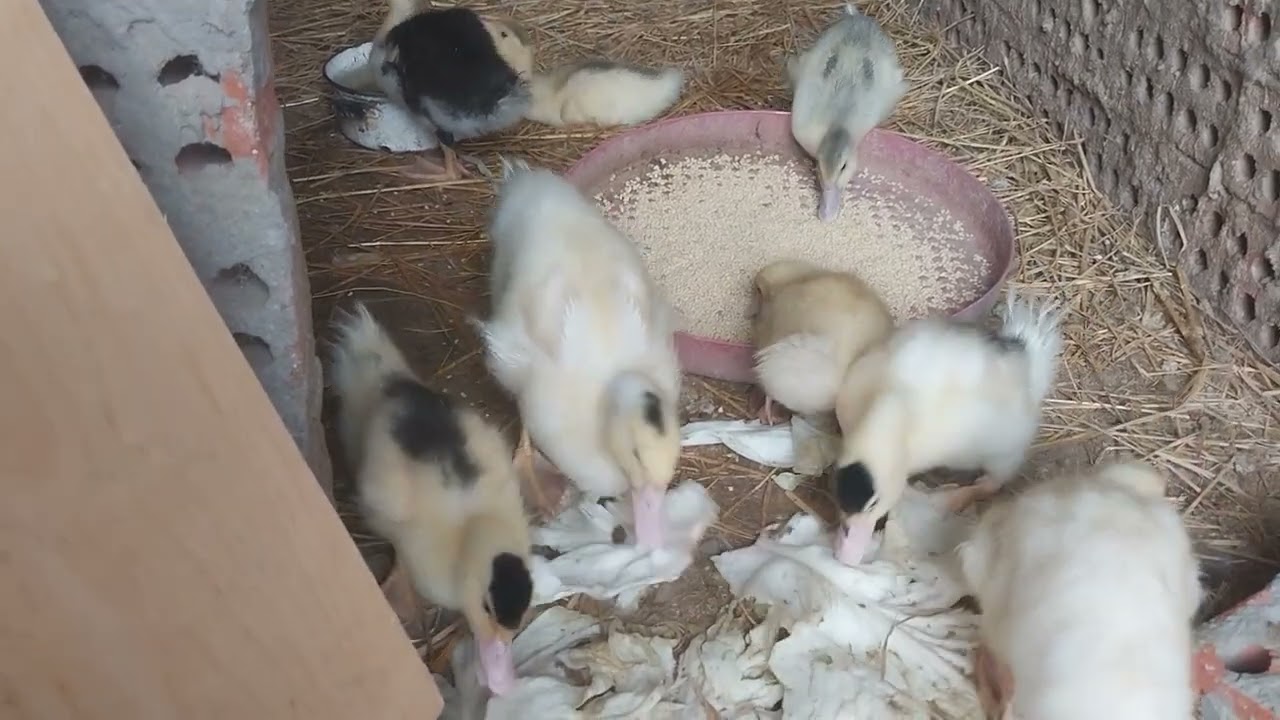 اقسم بالله مشروع مربح ومن غير اى مجهود وتملي بيتك بالخير وتوفرى فلوسك