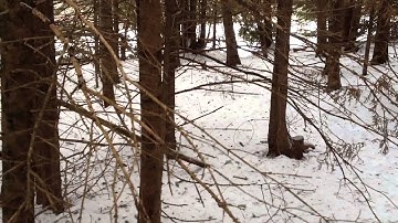 Nice Double Fox Catch at Bait set.  On the Line with NBWildman