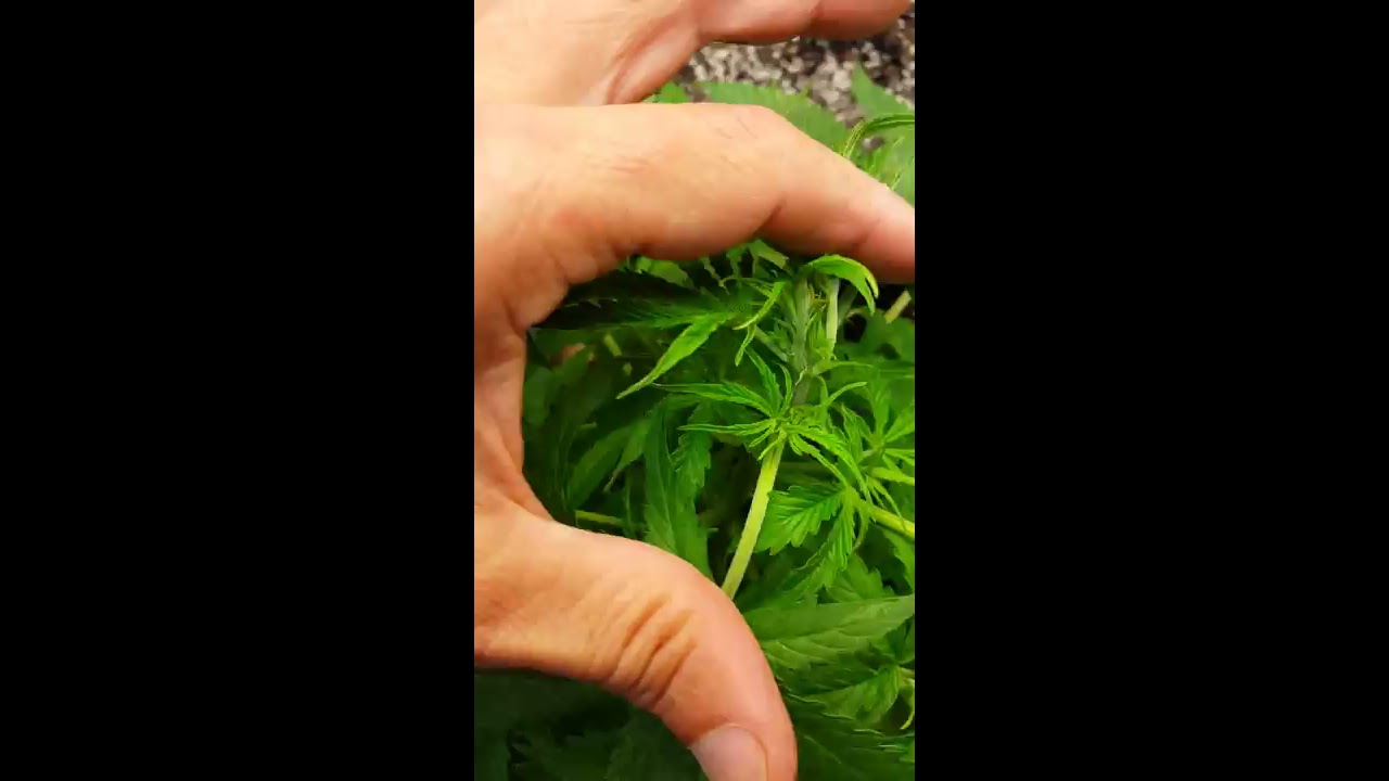AutoFlower self topping YouTube