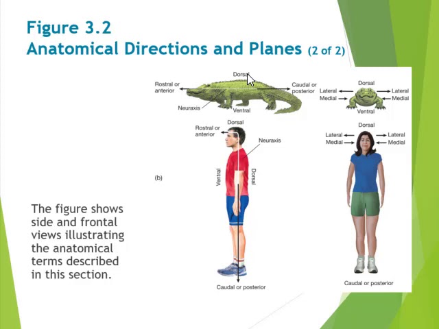 Week 2 Lecture Brain & Behavior (Structure of the Nervous System) Part ONE of THREE