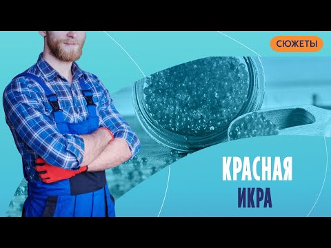 Выбираем лучшую красную икру