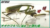 蟻戦争 42 パラポネラvs緑色の捕食者 最強の槍と盾 編 Bullet Ant Vs Green Predator Youtube