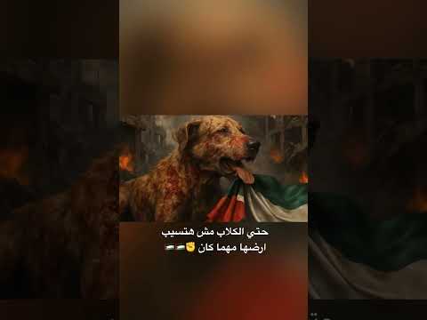 حتي الكلاب مش هاسيب ارضها مهما كان