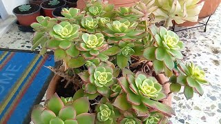 : how to rework aeonium kiwi
