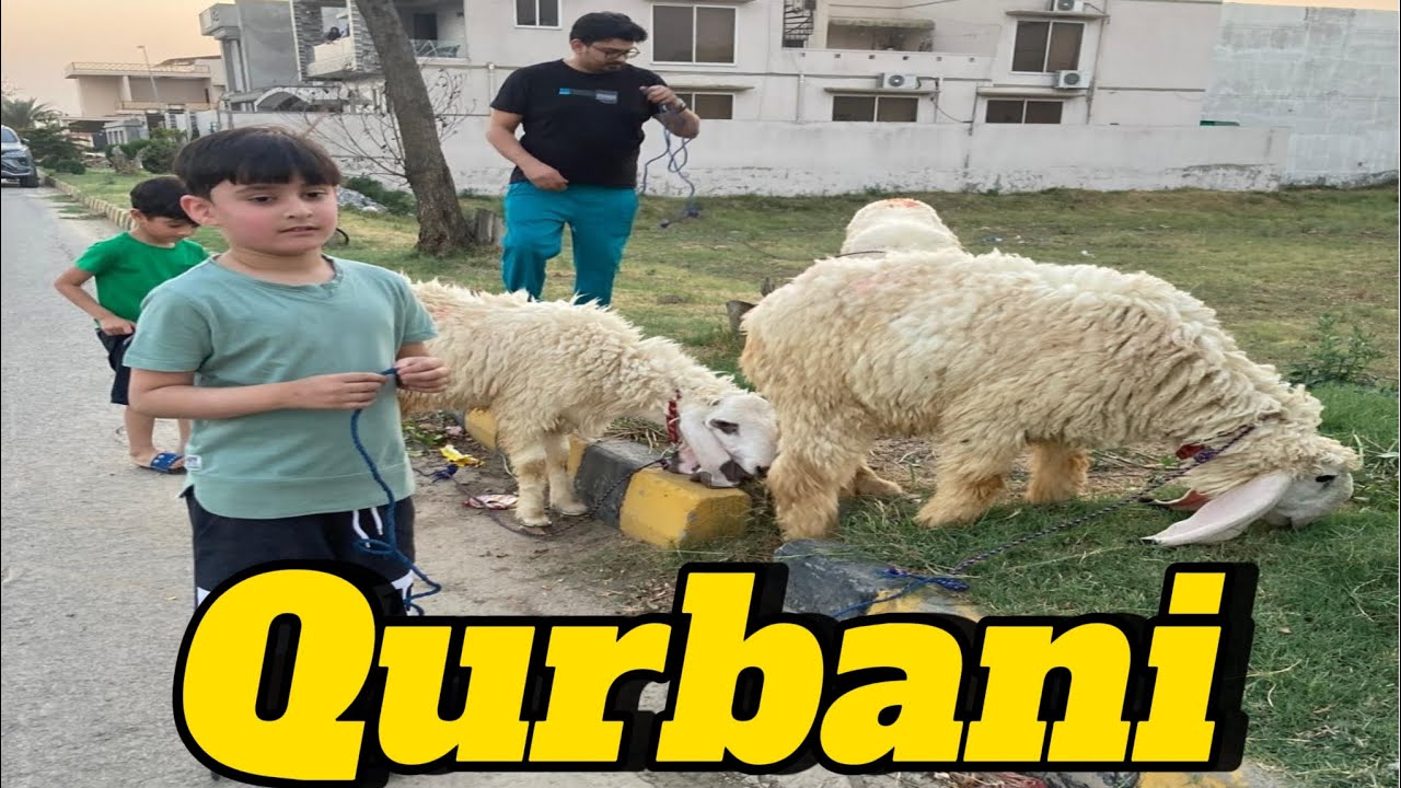 Qurbani Kay bakry | hardest Qurbani ever | Mohsin Javed