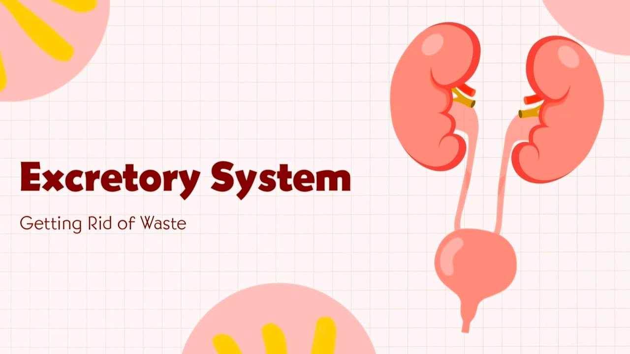 Excretory System_Getting Rid of Waste 
