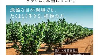 木の実スムージー6種のナッツ…アーモンド マカデミア カシューナッツヘーゼルナッツ くるみ ピーカンナッツ【オメガ3・6・9脂肪酸】